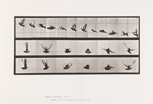 Planche 755. Pigeon ; Volant