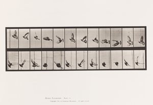 Planche 756. Pigeon; Vol - Eadweard Muybridge