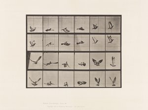 Planche 757. Pigeon ; Volant - Eadweard Muybridge