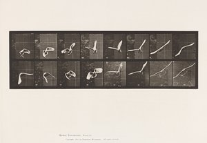 Planche 761. Cacatoès ; Volant - Eadweard Muybridge