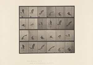 Planche 763. Buse à Queue Rousse; Volant - Eadweard Muybridge