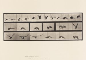 Planche 768. Vautour; Volant