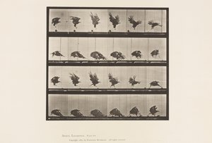 Planche 770. Aigle américain; Vol près du sol - Eadweard Muybridge