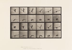 Planche 771. Aigle américain ; Volant près du sol - Eadweard Muybridge