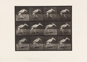 Planche 774. Adjudant; Marchant - Eadweard Muybridge