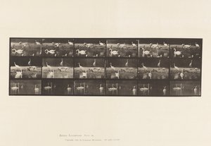 Planche 776. Cigognes; Cygnes, etc, A, B, C - Eadweard Muybridge