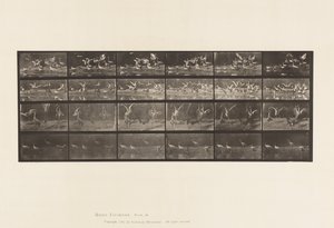 Planche 777. Cigognes; etc, A, B, C, D - Eadweard Muybridge