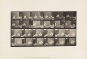 Planche 781. Poulets; Effrayés par une torpille