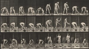 Planche numéro 506. Maçonnerie, 1887 (photo) - Eadweard Muybridge