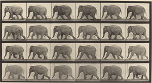 Numéro de plaque 733. Éléphant marchant