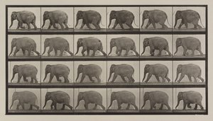 Planche numéro 733. Éléphant marchant