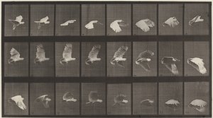 Planche numéro 758. Cacatoès en vol