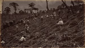 Plantation de café à Antigua de Guatemala, 1875, publié en 1877 (photo) - Eadweard Muybridge