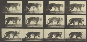 Tigre marchant, Planche 729 de Animal Locomotion, 1887