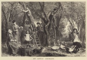 Un verger de pommiers (gravure)