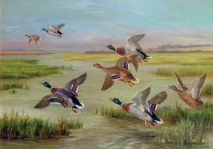 Canards en vol
