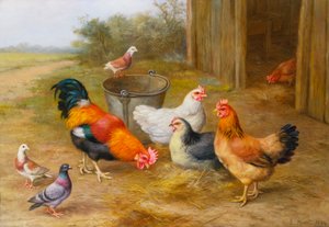 Pigeons et poules