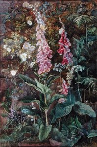 Digitalis Purpura et Rosa Rugosa - Edith Isabel Barrow