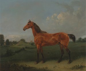 Un cheval bai dans un champ
