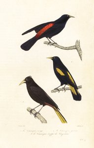Espèces de caciques et cassique huppé - Edouard (after) Travies
