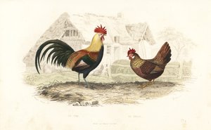 Coq et poule, Phasianus gallus - Edouard (after) Travies
