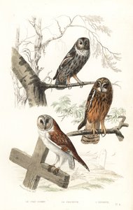 Chouette hulotte, chouette épervière et hibou des marais - Edouard (after) Travies