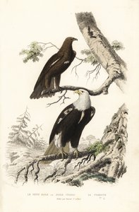 Aigle tacheté et pygargue à tête blanche
