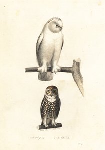 Harfang des neiges et chevêchette d