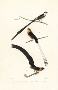 Oiseaux whydah - Edouard (after) Travies