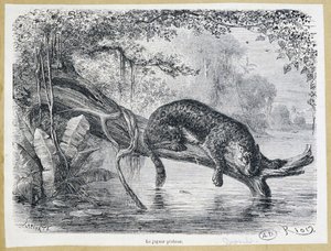 Jaguar observant sa proie sur un tronc d