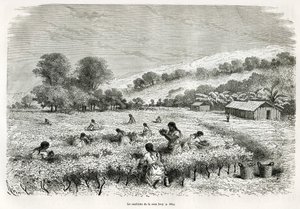 Récolte des feuilles de coca dans la vallée d