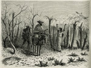 Les nuages de sauterelles de la vallée du Haut Patia, avec sur sa mule le narrateur du voyage (illustration de l