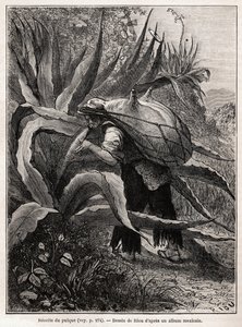 La récolte du pulque, boisson traditionnelle aztèque, résultant de la fermentation de la sève de l