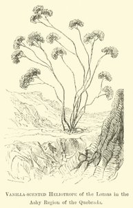 Héliotrope parfumé à la vanille des Lomas dans la région cendrée de la Quebrada - Edouard Riou