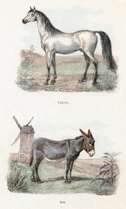 Cheval et âne - "Alphabet illustré des animaux" XIXe siècle (gravure)