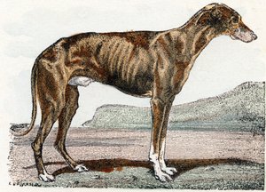 Lévrier - Alphabet illustré des animaux