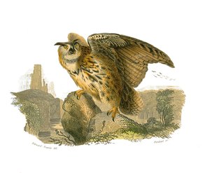 Tableau zoologique représentant des oiseaux de proie diurnes. Le Grand-Duc