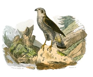 Histoire naturelle : planche zoologique représentant des oiseaux de proie nocturnes. Le autour. Planche tirée des neuf volumes sur les oiseaux dans les Œuvres complètes de Buffon écrites par le naturaliste Georges Louis Leclerc, comte de Buffon