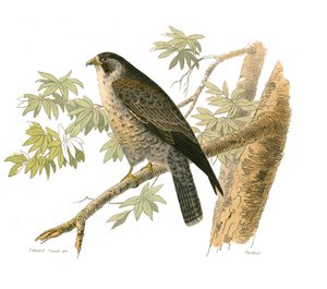 Histoire naturelle : planche zoologique représentant des oiseaux de proie nocturnes. Le faucon. Planche tirée des neuf volumes sur les oiseaux dans les Œuvres complètes de Buffon écrites par le naturaliste Georges Louis Leclerc, comte de Buffon