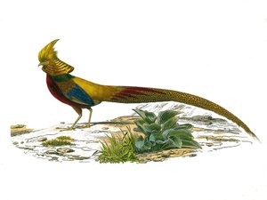 Planche zoologique représentant des gallinacés : le faisan doré chinois. Planche tirée des neuf volumes sur les oiseaux dans « Œuvres complètes de Buffon » écrites par le naturaliste Georges Louis Leclerc, comte de Buffon (1707-1788) - Edouard Travies