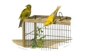 Planche zoologique représentant des passereaux conirostres : les Canaries. Planche tirée des neuf volumes sur les oiseaux dans « Œuvres complètes de Buffon » écrites par le naturaliste Georges Louis Leclerc, comte de Buffon (1707-1788)