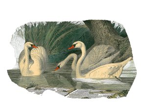 Tableau zoologique représentant des palmipèdes lamellirostres
