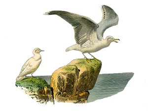 Planche zoologique représentant des totipalmes : la mouette blanche et le goéland à manteau gris. Planche tirée des neuf volumes sur les oiseaux dans « Œuvres complètes de Buffon » écrites par le naturaliste Georges Louis Leclerc, comte de Buffon (1707-178