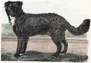 Terre-Neuve, Terre-Neuve - "Alphabet illustrant les animaux" XIXe siècle