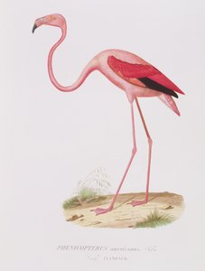 Phenicopterus americanus (Flamenco) gravé par Fournier, pub. par Bougeard