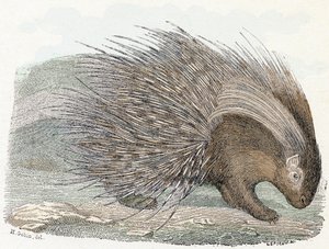 Porc-épic - Alphabet illustré des animaux 19ème siècle (gravure)