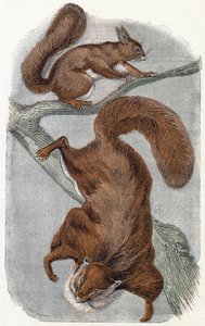 Écureuils - Alphabet illustré des animaux 19ème siècle (gravure)