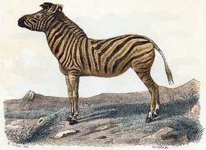 Zèbre - "Alphabet illustré des animaux" XIXe siècle (gravure)