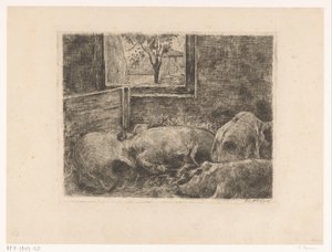 Cochons dans une étable