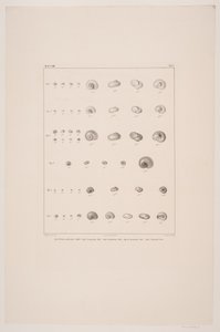 Collection de coquillages de Christian VIII, planche I